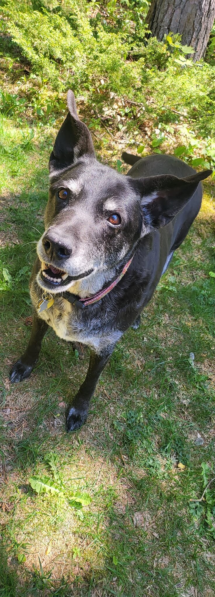 Sadie