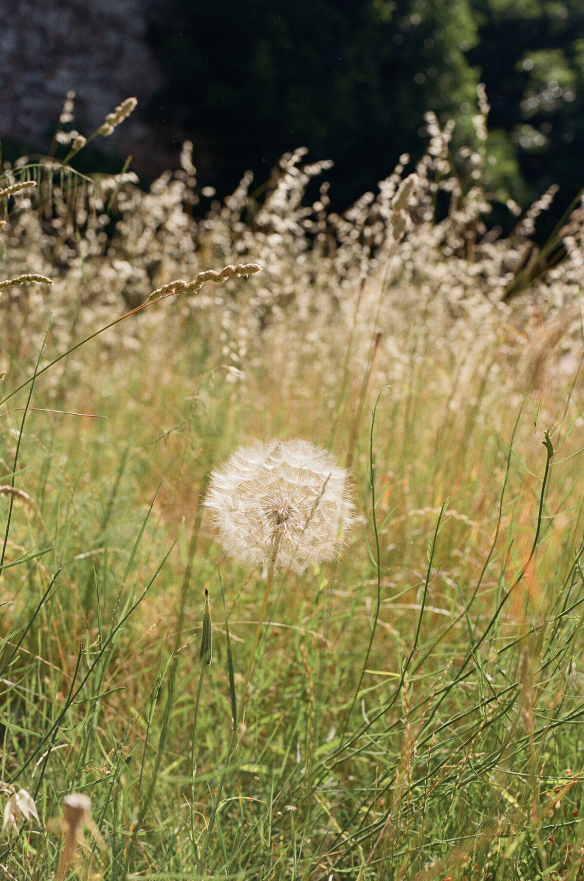 meadowsweet-11