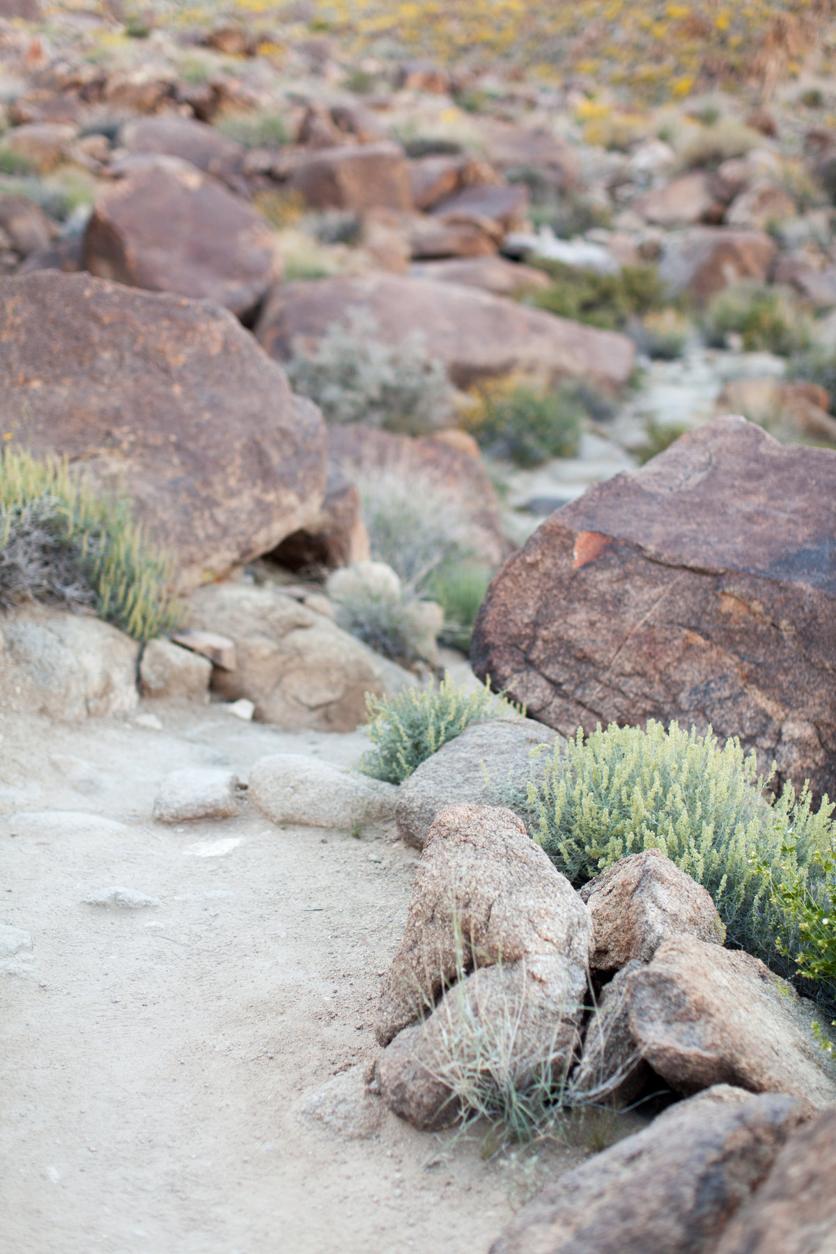 170401_Joshua tree_0029