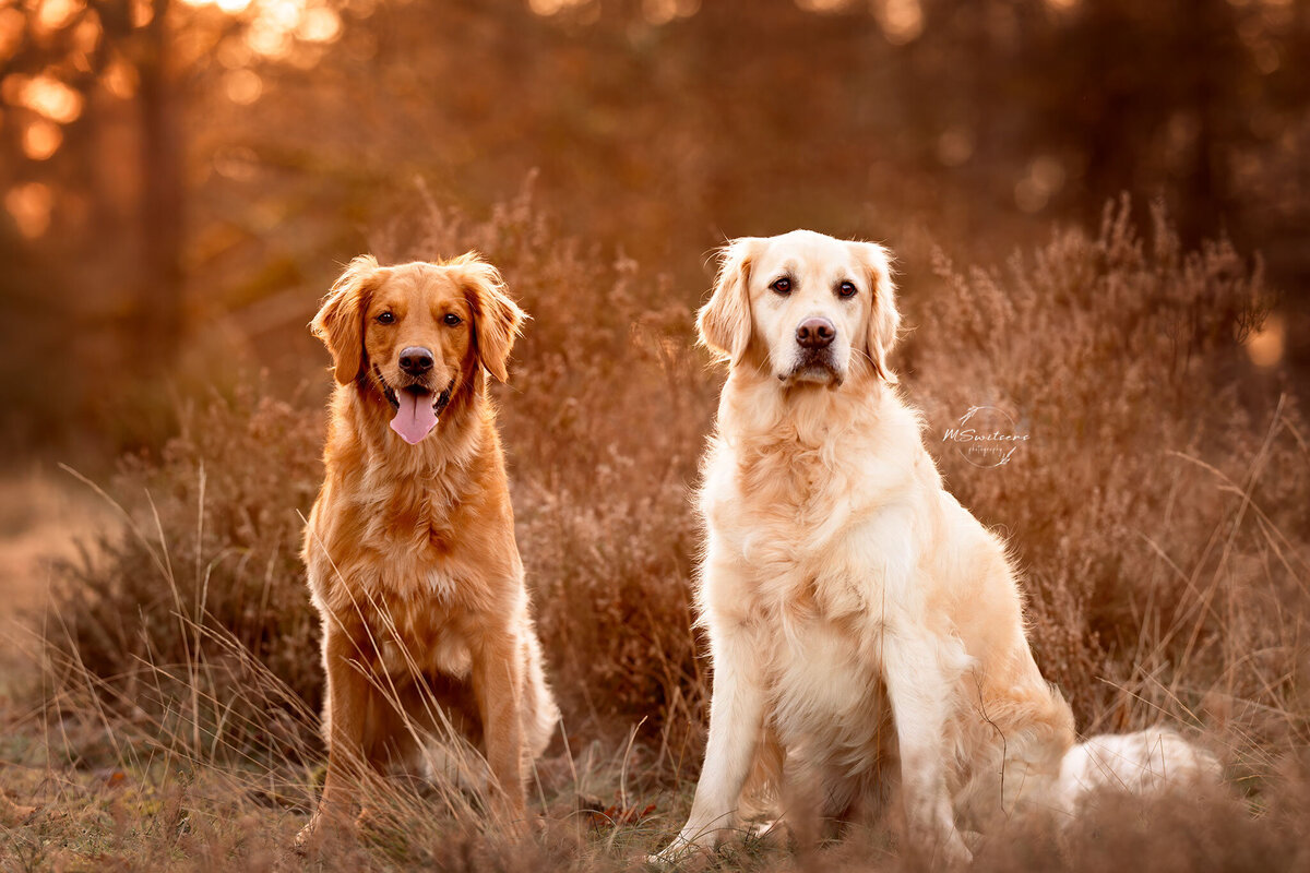 Hondenfotografie met twee golden retriever honden tijdens een fotoshoot bij zonsopgang op een buitenlocatie te Nijlen. 