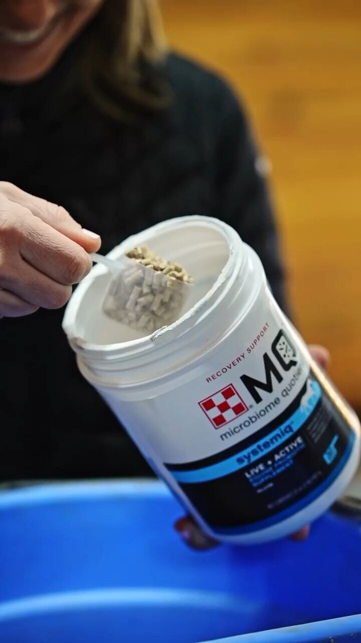 A professional FEI horse trainer is taking a scoop of a Purina equein supplement out of a jar