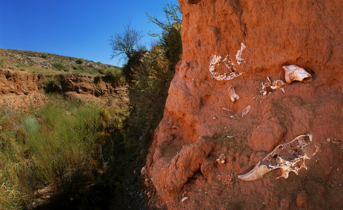 Bison Kill Site