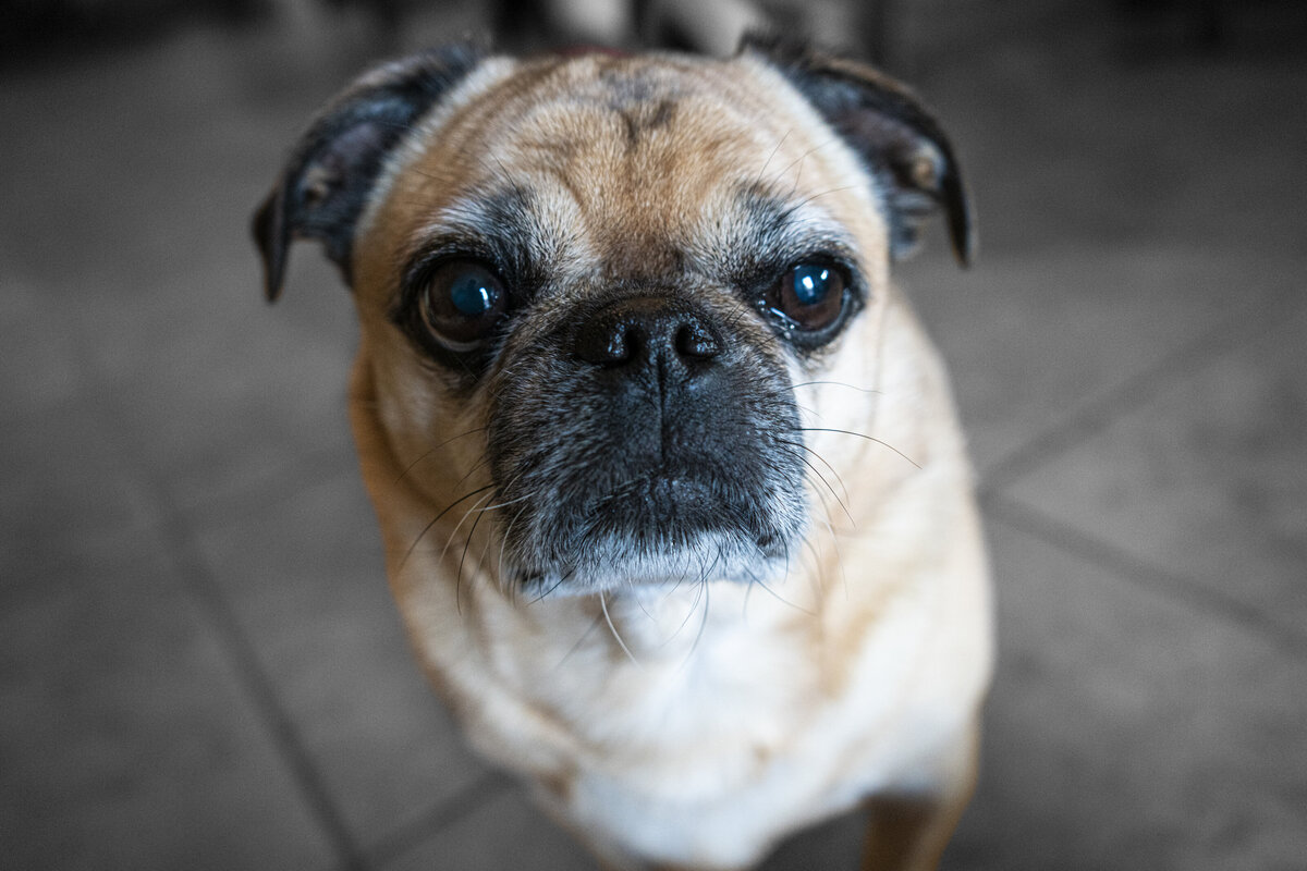 Close up photo of a dog
