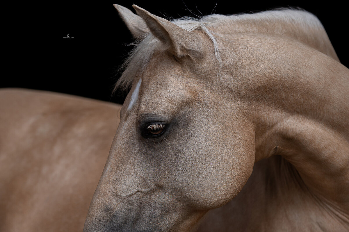 Fine-art fotografie met paard