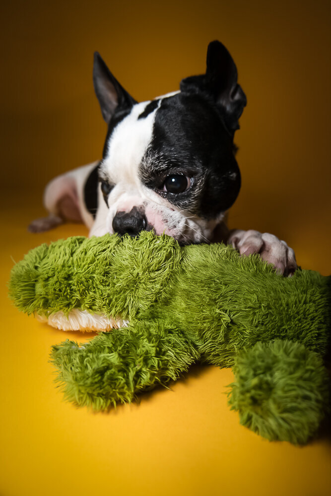 dallas-fortworth-pet-photography-Tyrion-9