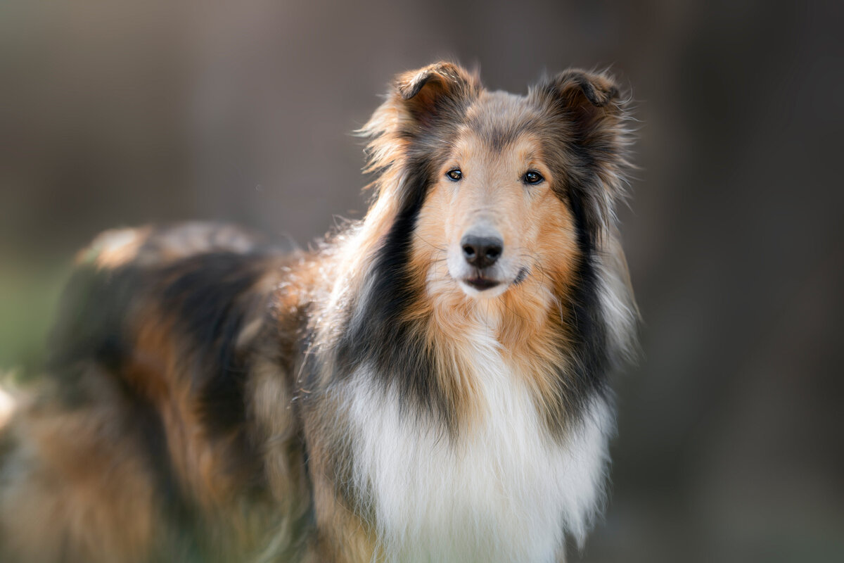 Hundefotografie-chemnitz-Tierfotografie-fotograf-Uhldingen-Bodensee-Hamburg-Dresden-Erfurt-Konstanz-17