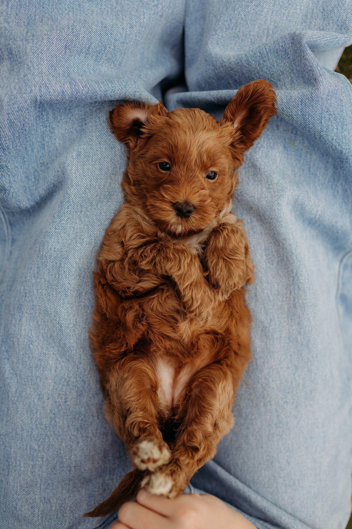 baldonnel-lane-labradoodles-breeder-alberta-bc-117