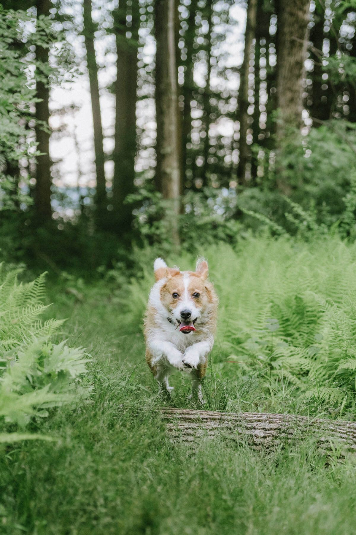 nature-dog-photography-nj