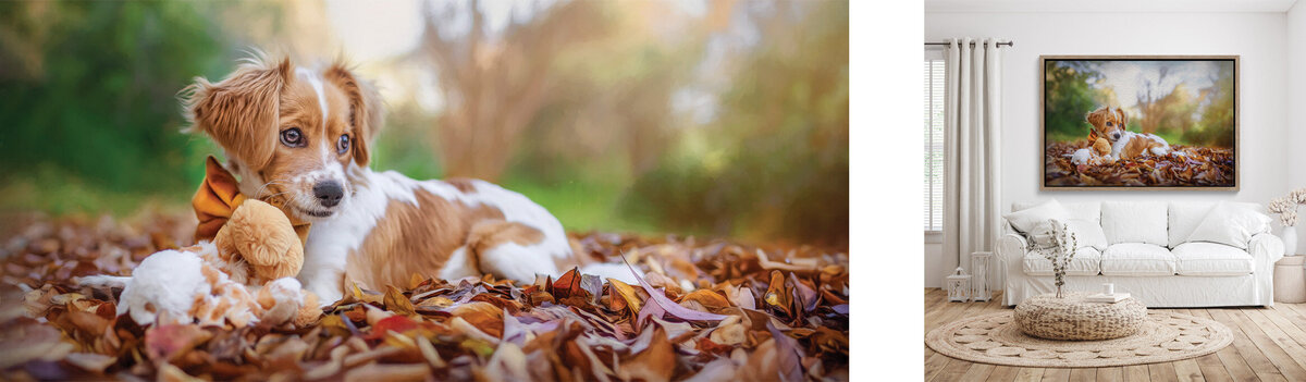dog photographer newcastle 