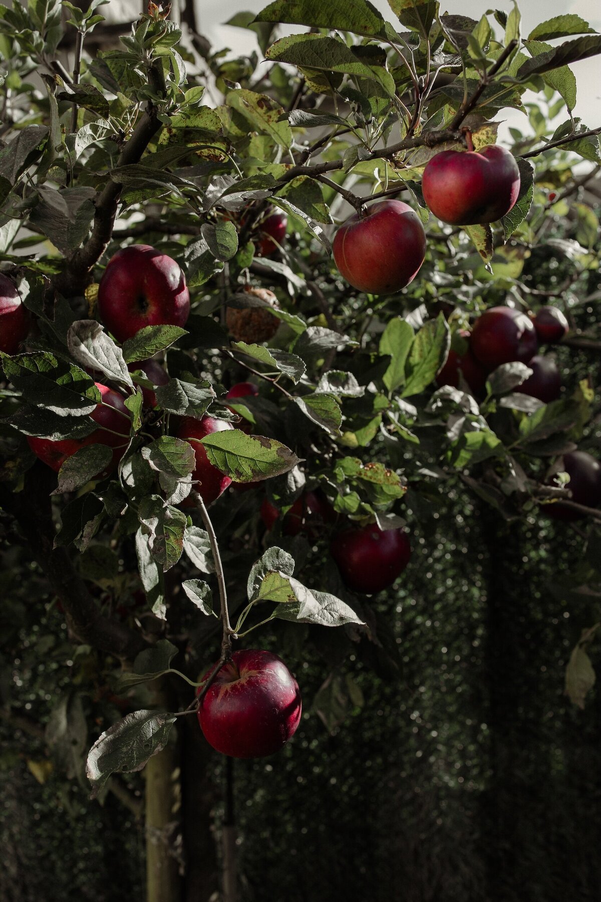Fine art photograph of an apple tree in Lorraine France, symbol of legacy and resilience, by artist Marie Kenny.