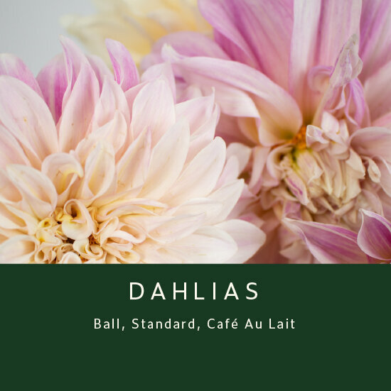 Dahlias