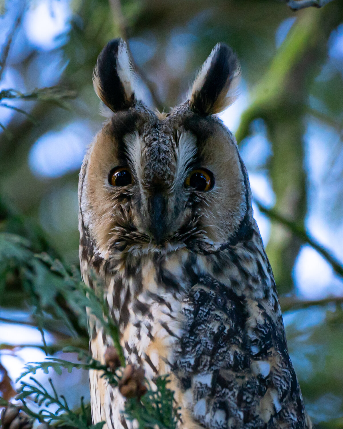 Bird_on_Birch_owl_1