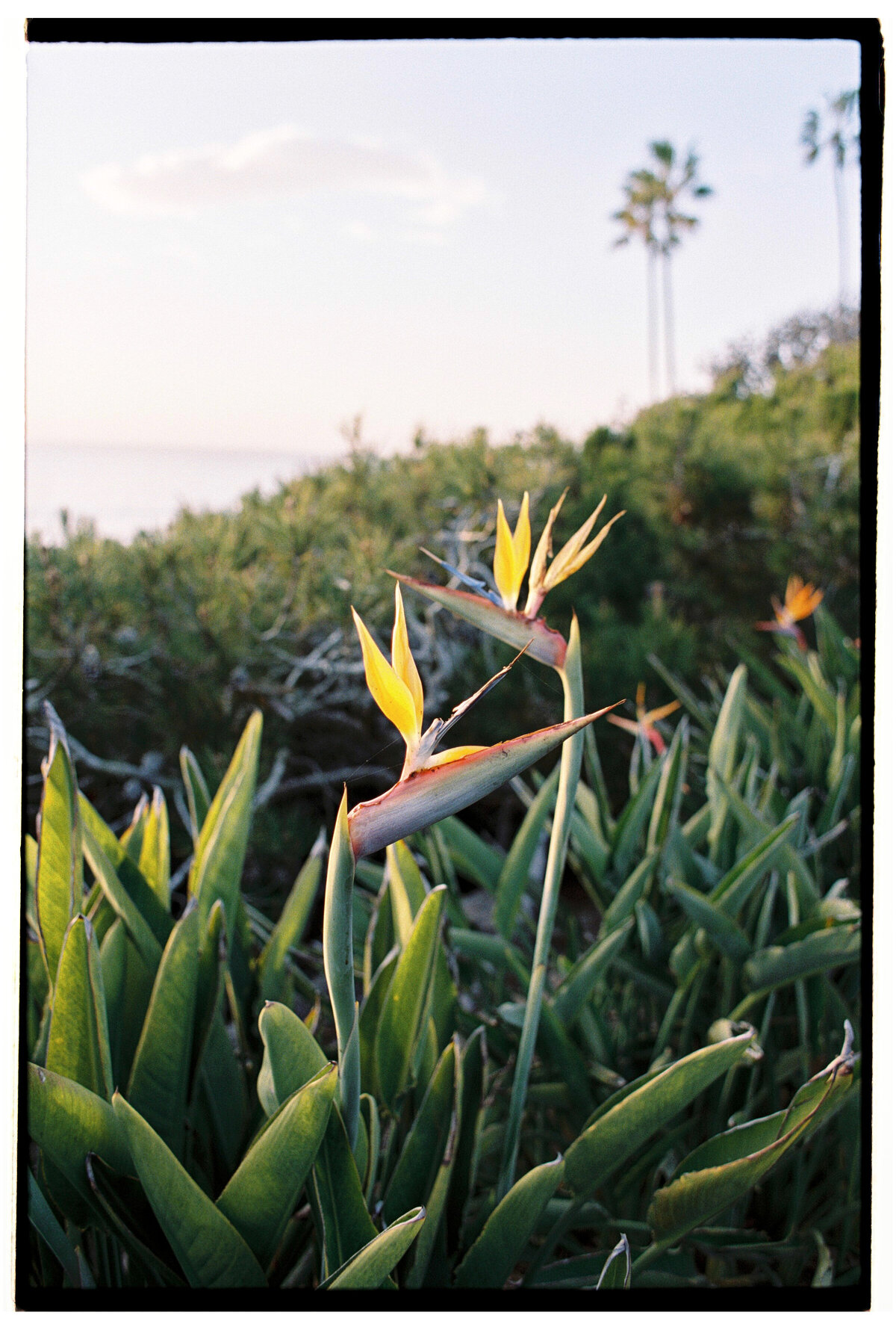 Birds of Paradise flowers at sunset in San Diego, captured in an authentic, candid style by Kate Winters Photography.