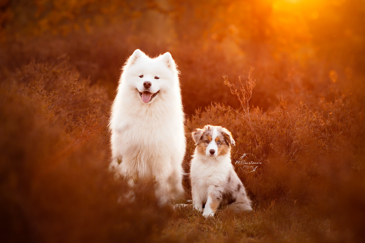 MSwitsersphotography organiseert fotoshoot met je hond tijdens golden hour. Dit in de provincie Antwerpen, regio kempen. 