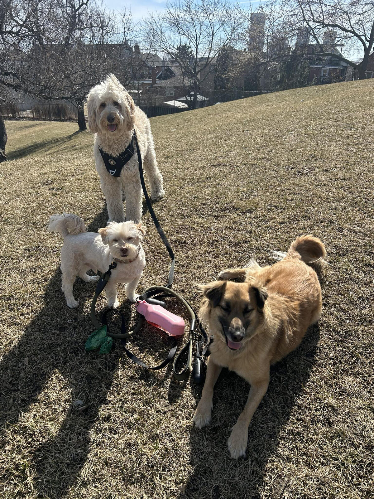 HamiltonToronto-PetSitting-005