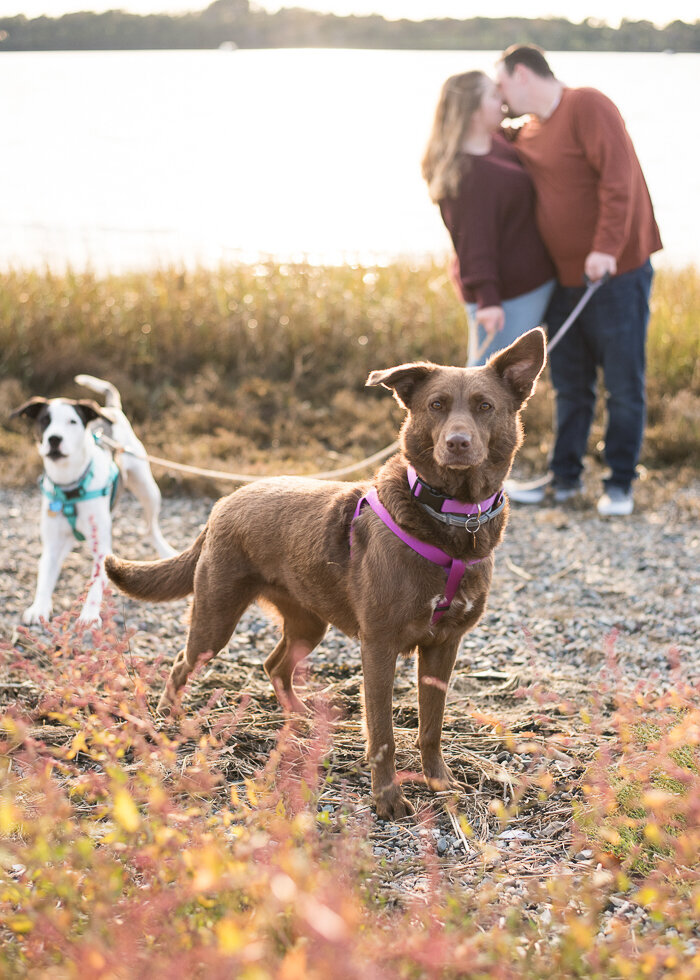 gwendolyn-ruth-photography-annika-jason-dogs-engagement-nantasket-beach-massachusetts-8