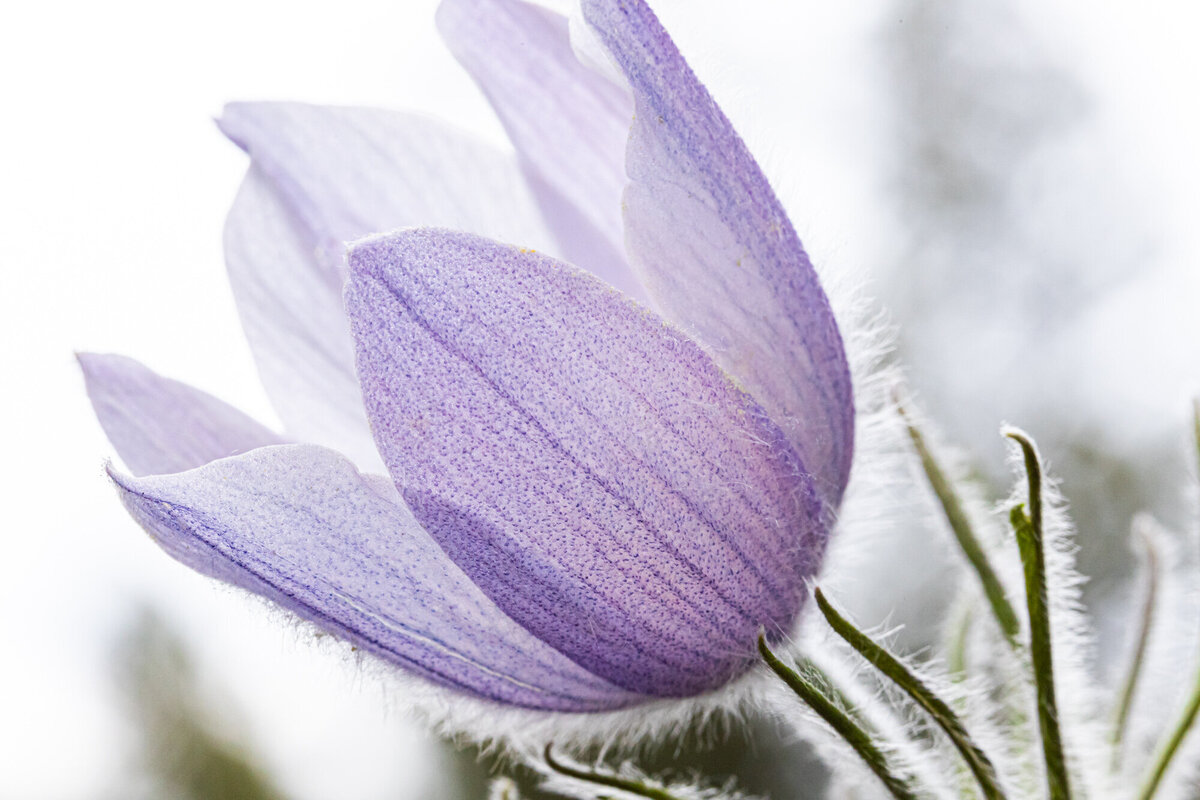 High key purple pasqueflower Montana wildflower