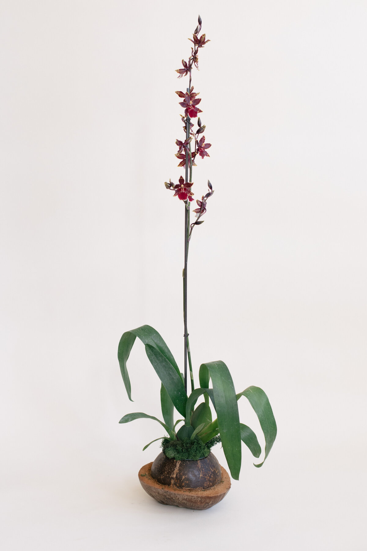 Diosa-Blooms-April-2021-8125