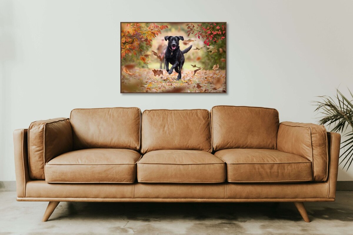 picture of a black lab over a couch
