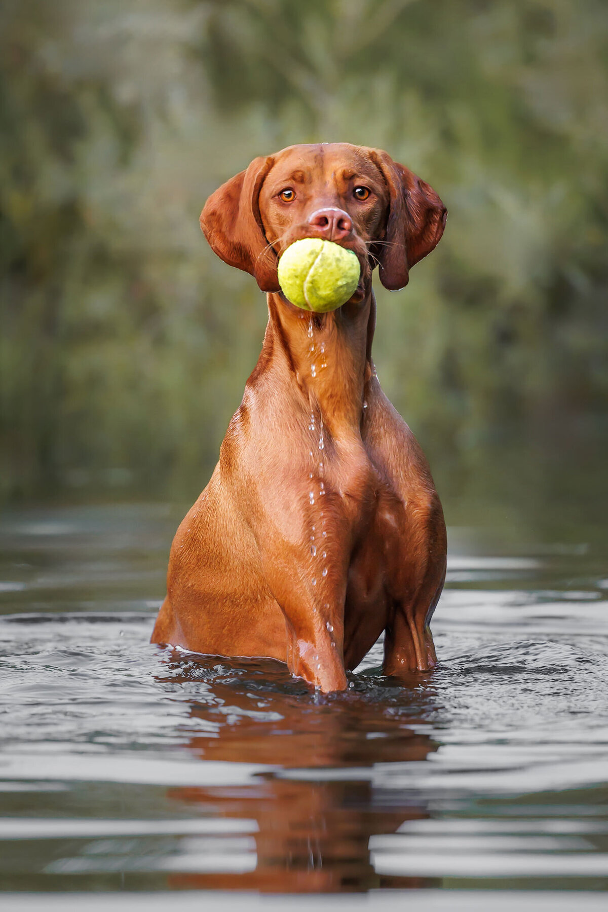 vizsla-bird-dog-water-ball