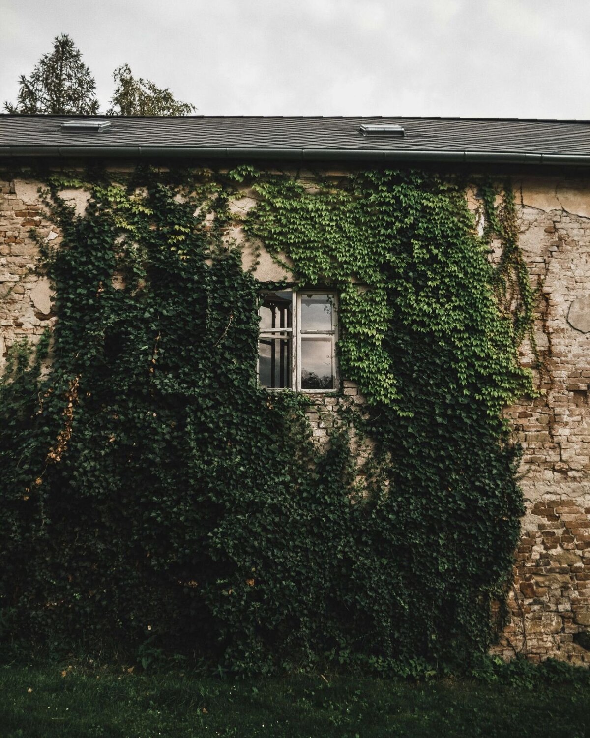 A charmingly weathered home with crumbling brick walls and a small window, surrounded by trailing vines climbing from the ground to the roof. The natural growth adds a sense of timeless beauty to the decaying structure.