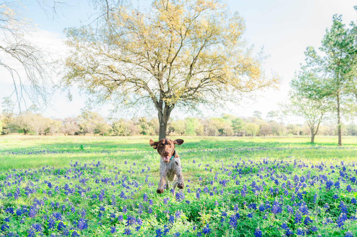 Bluebonnets Minis with Mari Boscardin - Sidney-4