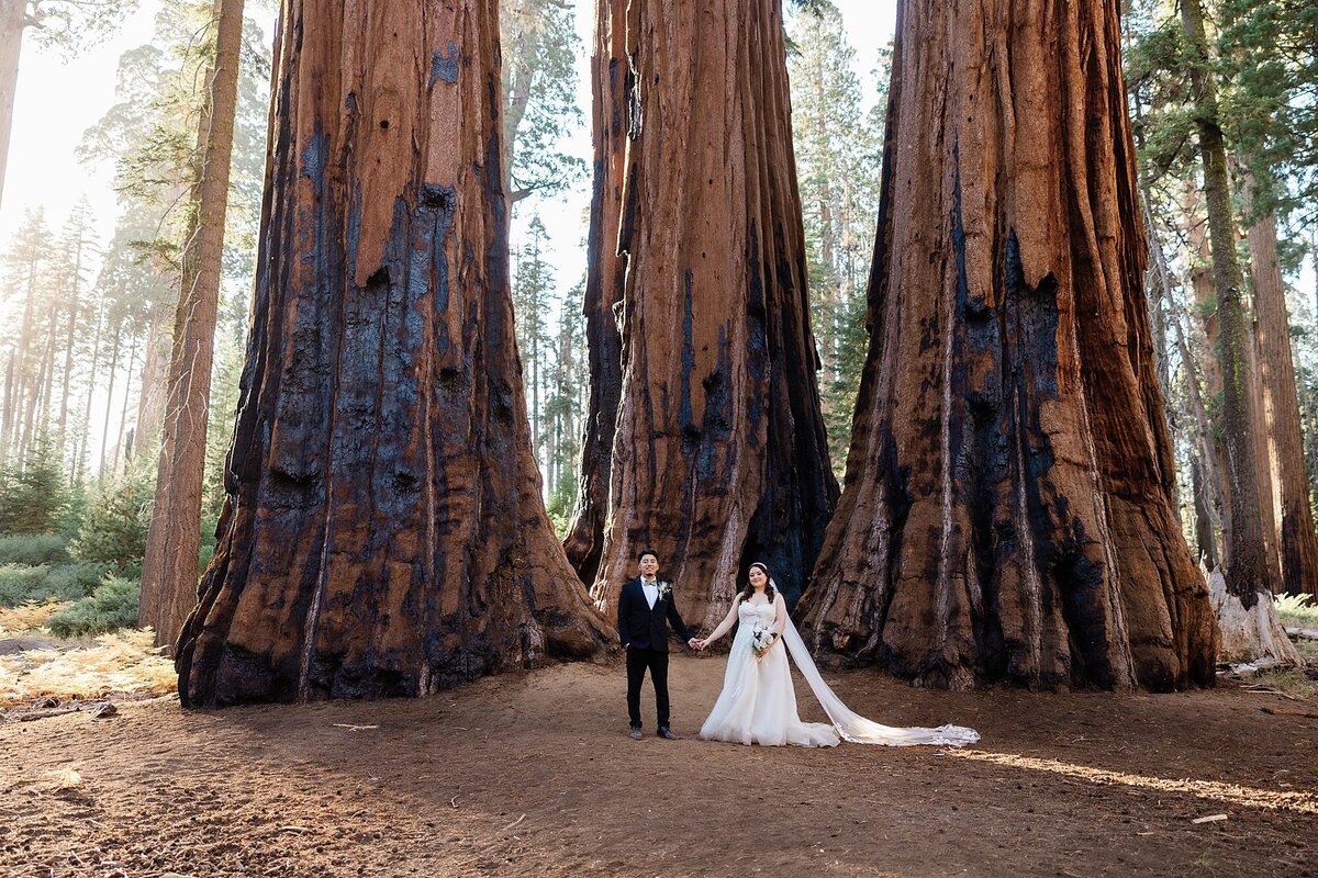 The bride and groom hold hands in front of three Sequoia trees during their wedding portraits.