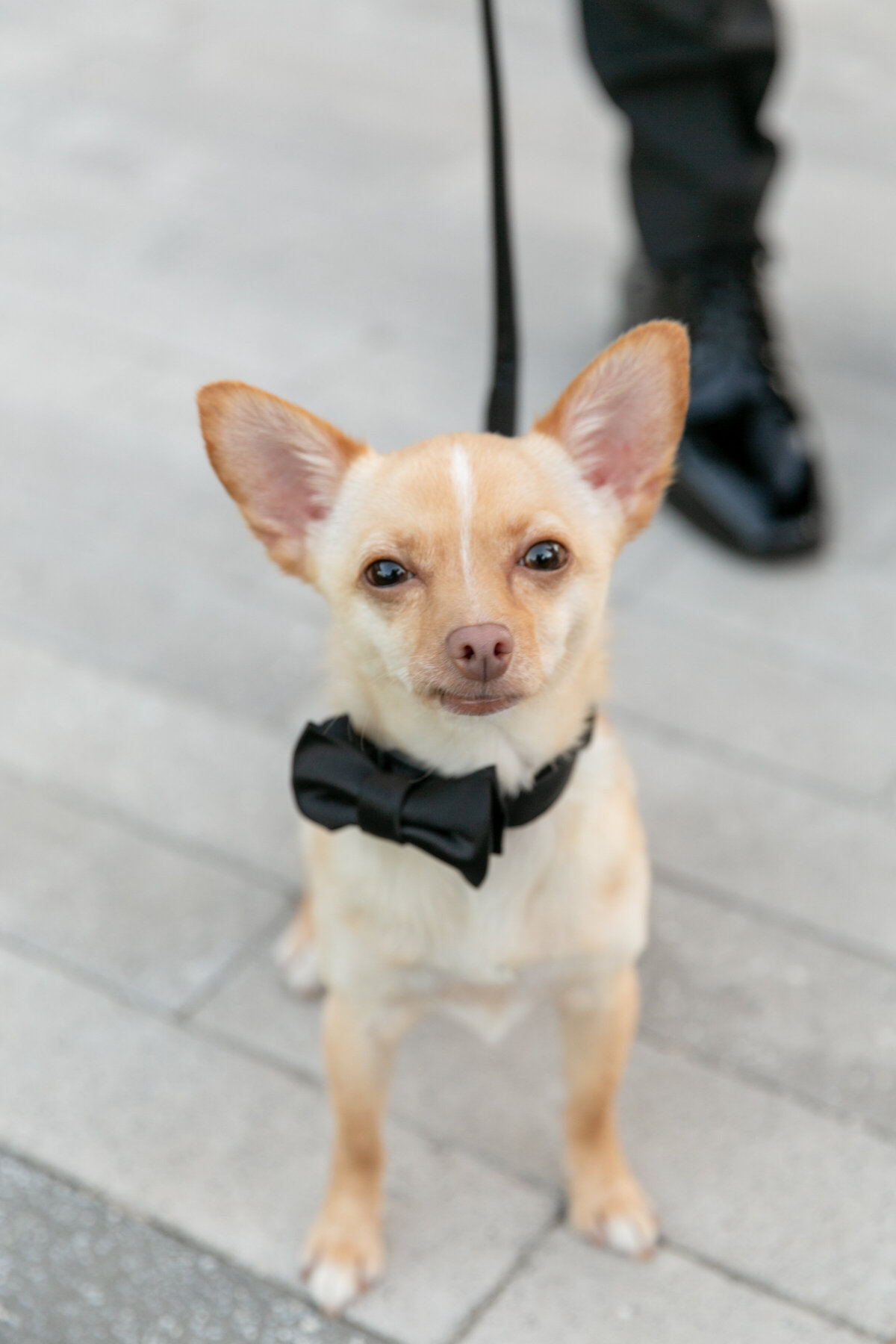 Jaclyn & Tommy wedding  1200