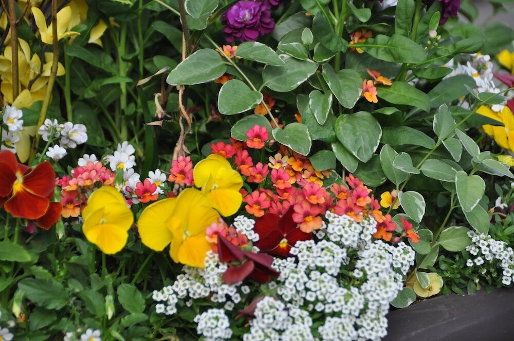 Commercial landscape company project in Kansas City: seasonal flowers showcase