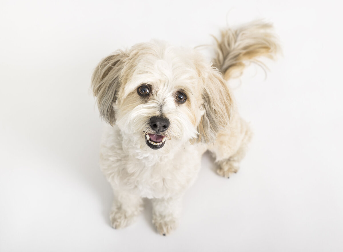 marketing pet photography 9 copy