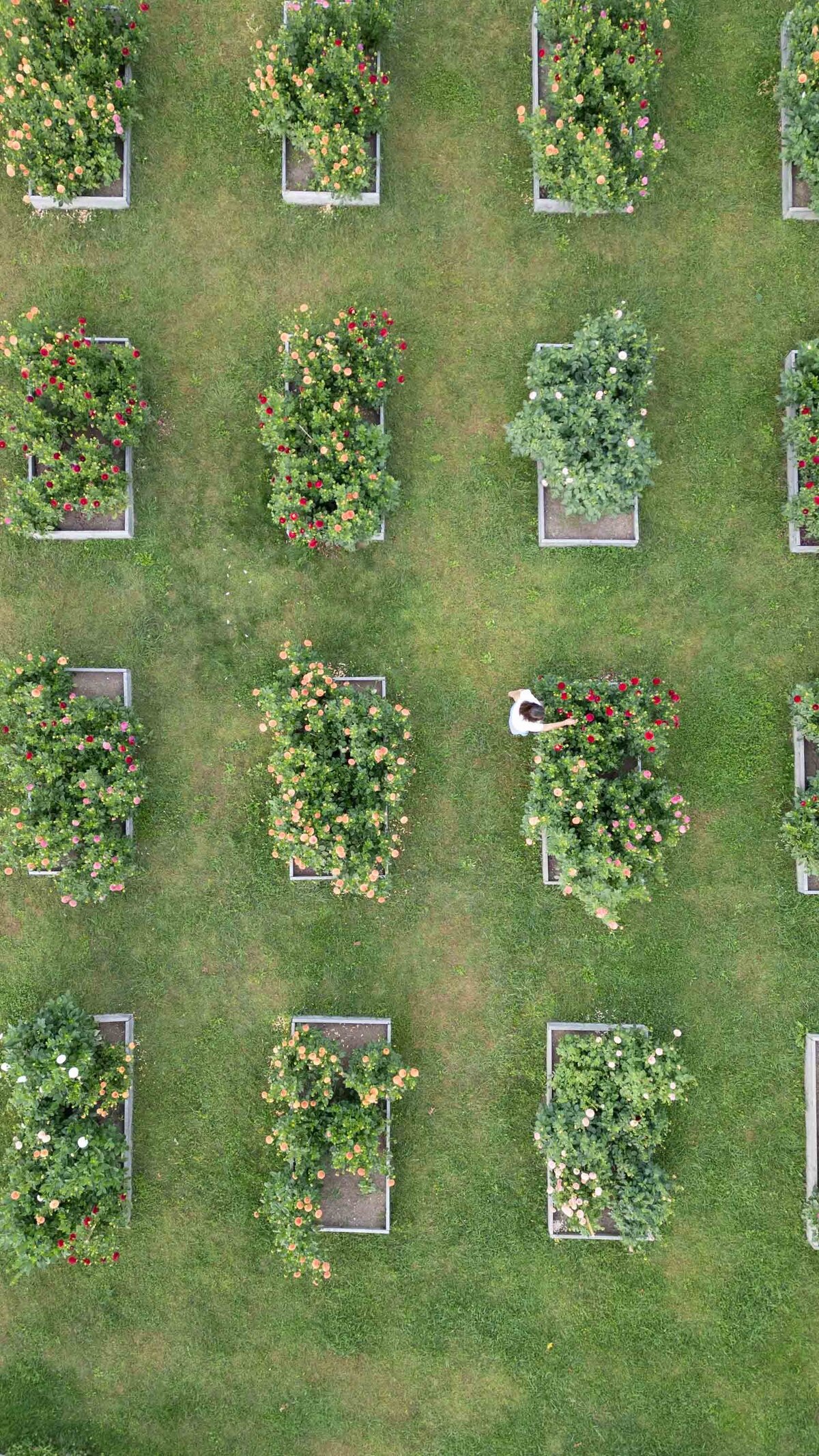 Blooms-Of-Lost-Acres-overhead-drone-dahlias
