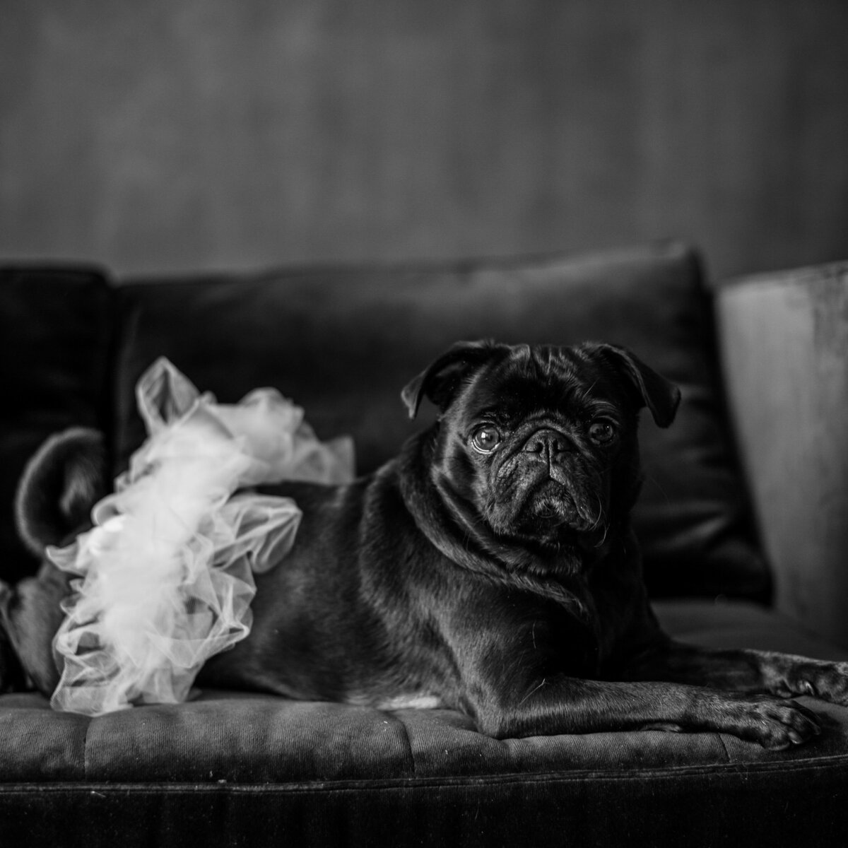 Black and white pet portrait of a pug wearing a tutu