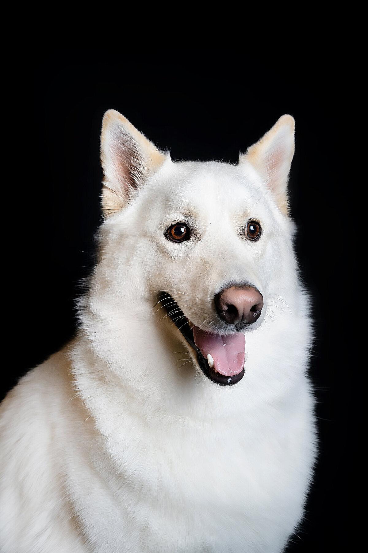 New Orleans Pet Photographer 54