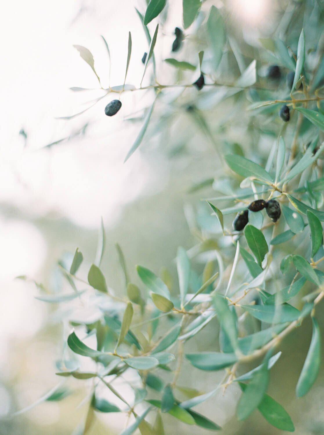 Finca-Cortesin-Marbella-Spain-Wedding-Photographer-0329