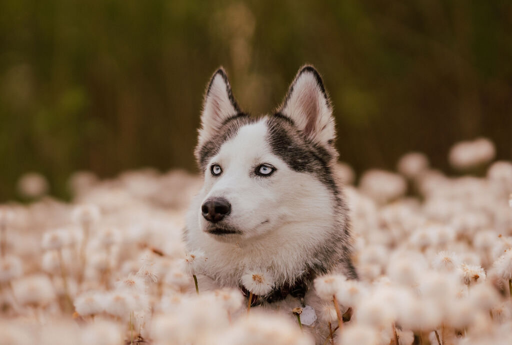 Elis-Fotografie-Hundefotografin-Solothurn-Tiefotografin-Biel-Paarfotos Solothurn-Hochzeitsfotograf-Bern27