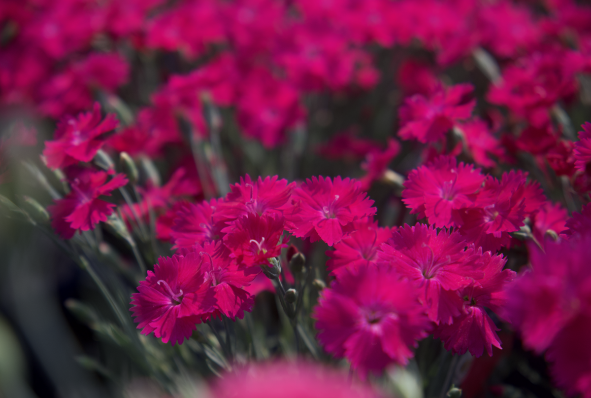 Screenshot 2025-07-18 at 8.06.28 AM