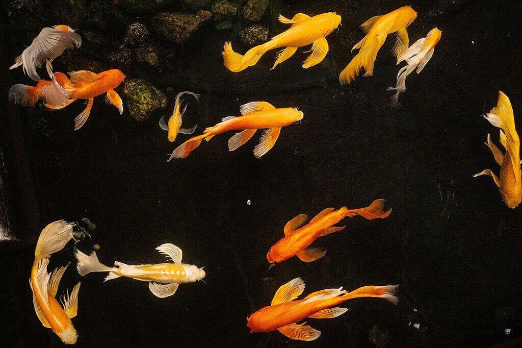 01-colorful-lgbtq-wedding-koi-pond-planterra-detroit-michigan-modern-vintage-events