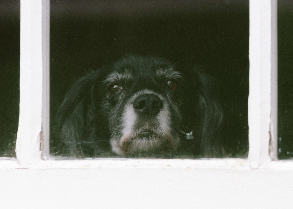 Houston dog at home looking out window portrait