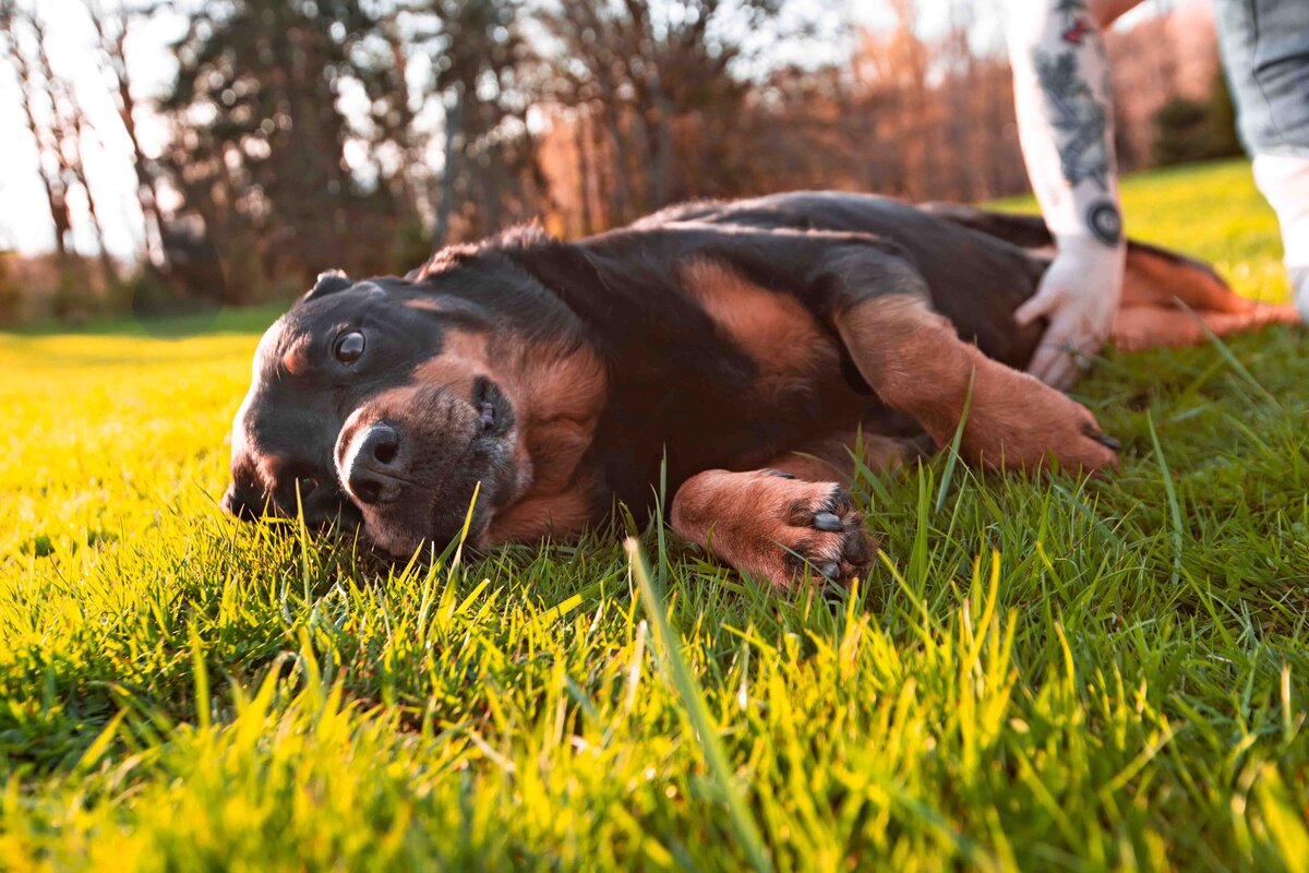 seattle-pet-photographer-44