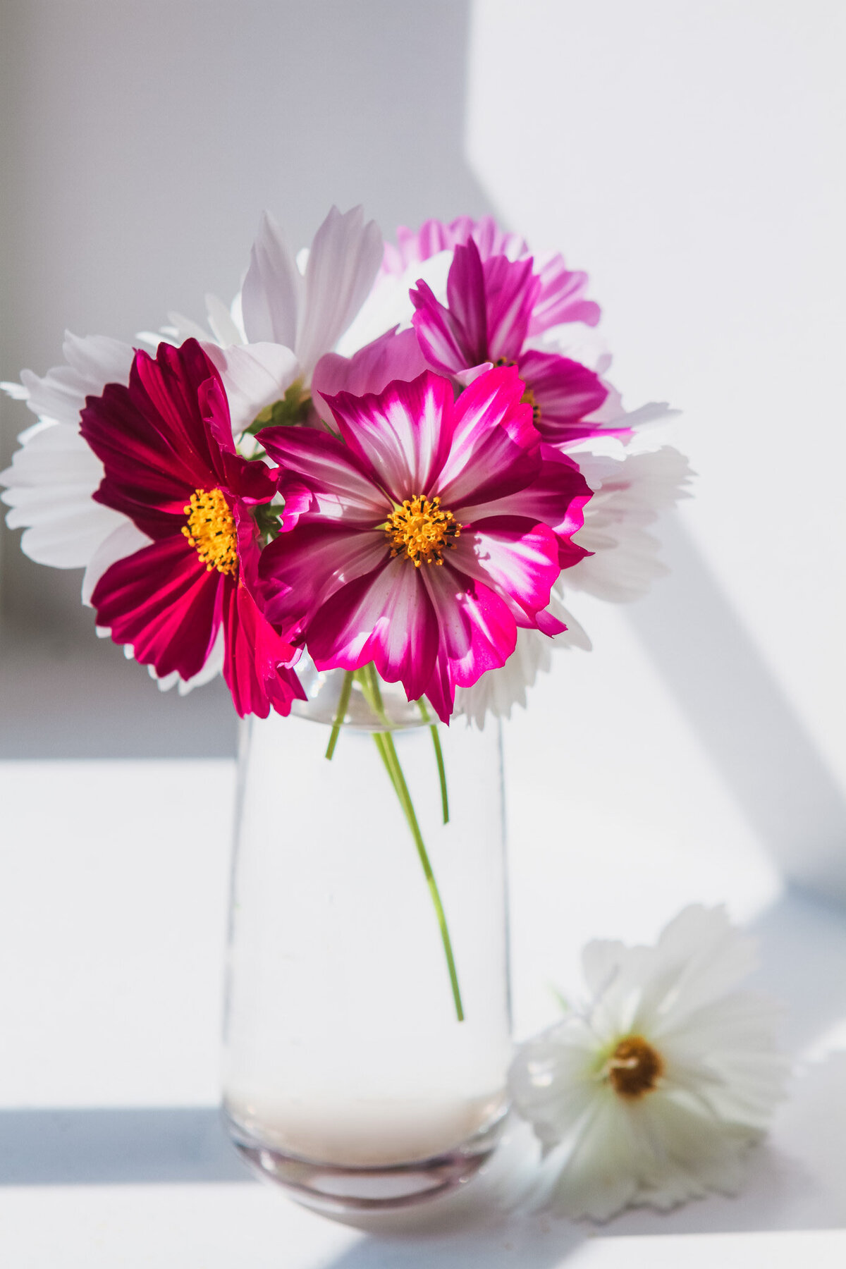 cosmos-garden-flowers-2