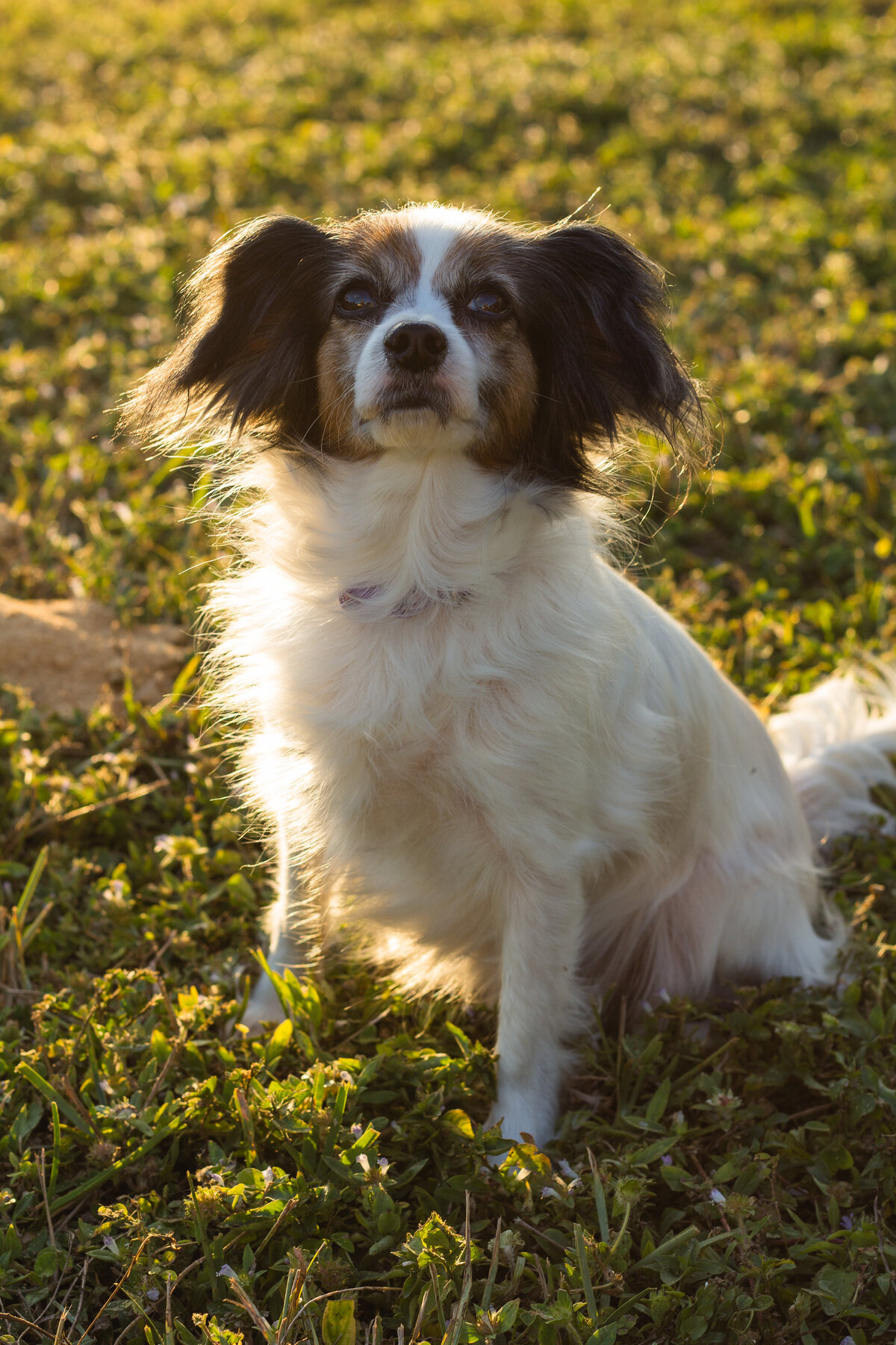 papillon dogs with glowing light shining on her back