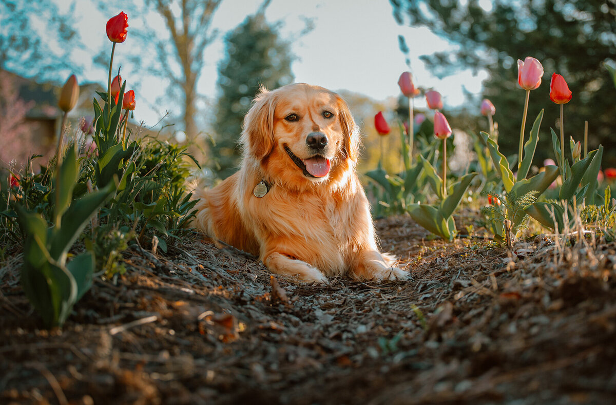 spring-pet-portraits-noco-colorado