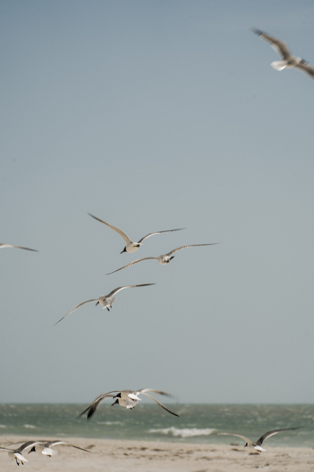 birds flying in sky at beach