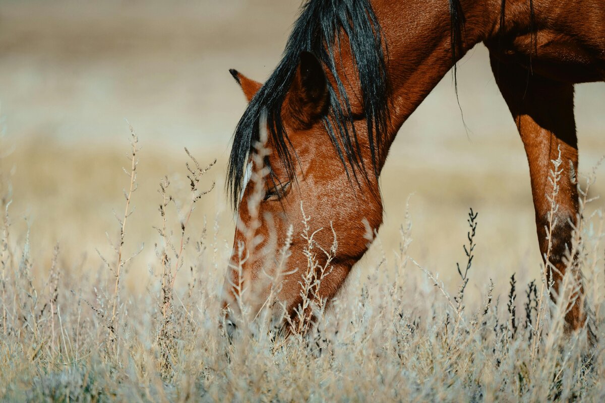 pexels-lenzatic-26937706