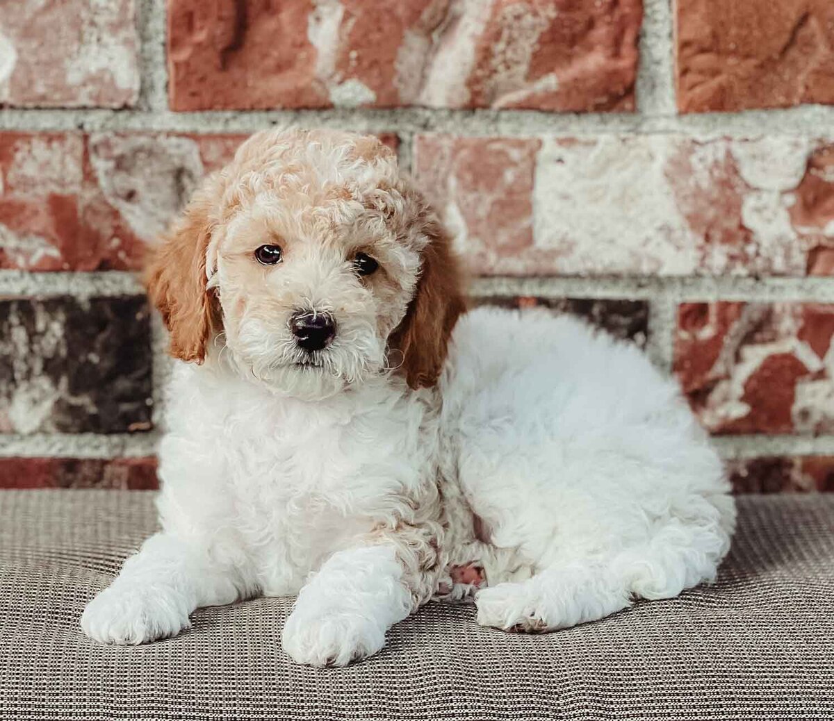 Salish Sea Miniature Poodles--51