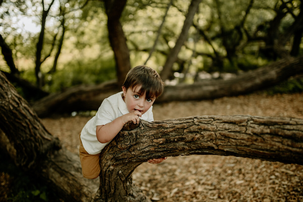 Toddler boy mischievously climbs a fallen tree in the forest during summer family pictures.