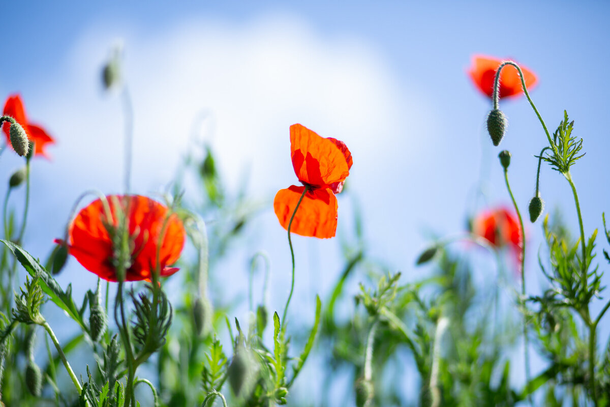 fine_art_photographer _076