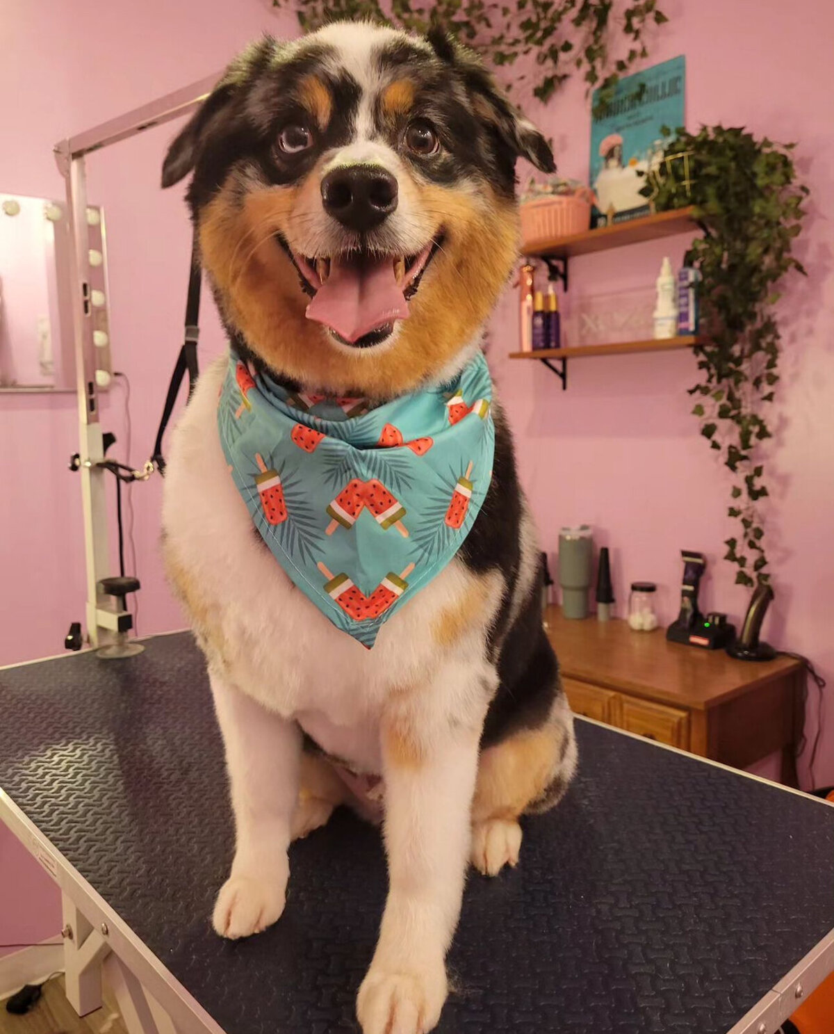 Chicago's favorite dog groomers