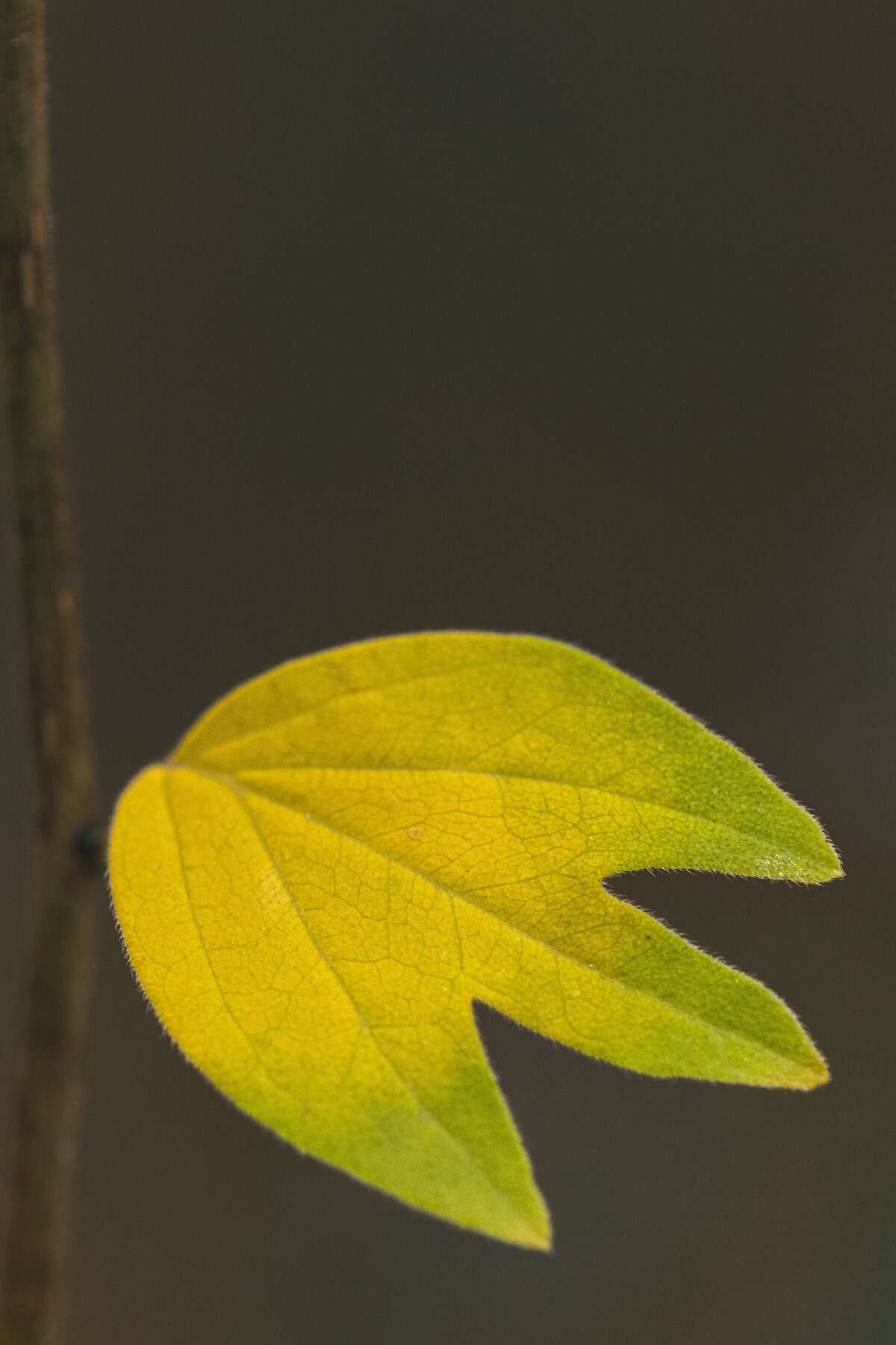 leaf_fall_0041