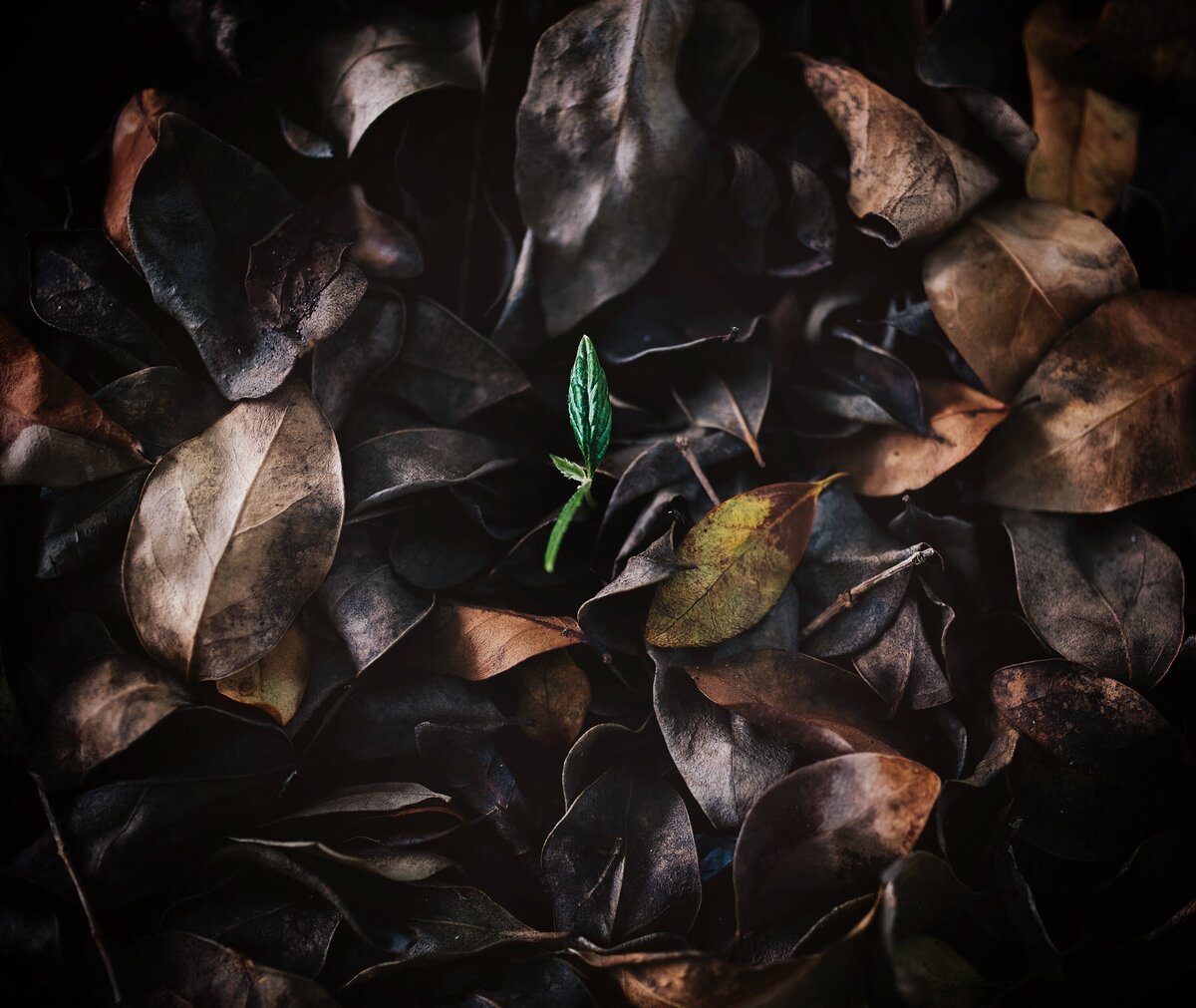 Life _ Nature 1